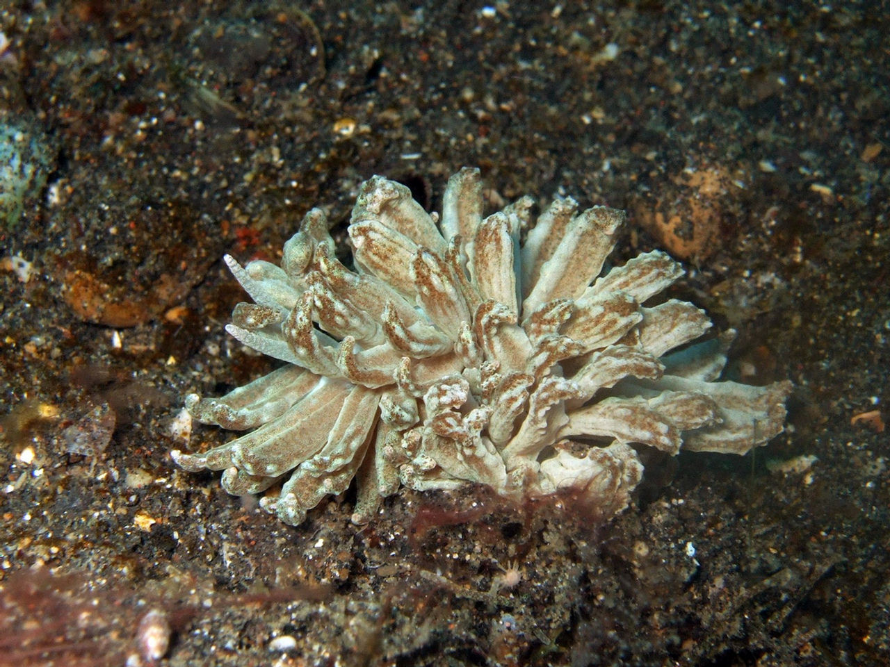 Phyllodesmium rudmani